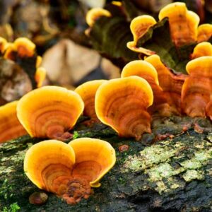 How to Grow Mushrooms in All Seasons